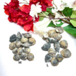 Clam Crystal (Black) Rough (Renewed Motivation)